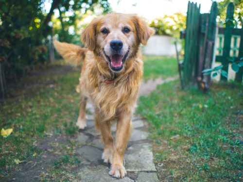 Dog on pavement