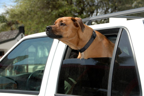 Dog and car window